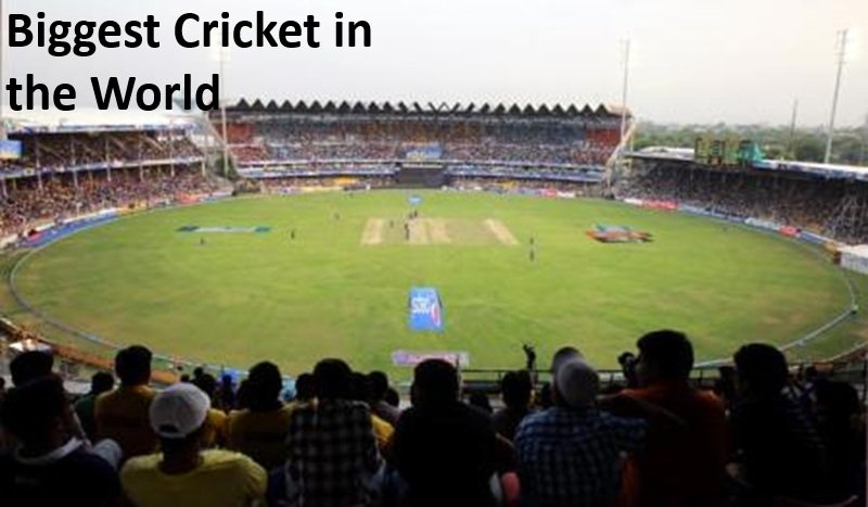 Biggest Cricket in the World